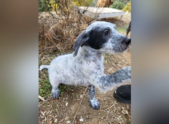 Emil sucht eine einfühlsame Familie