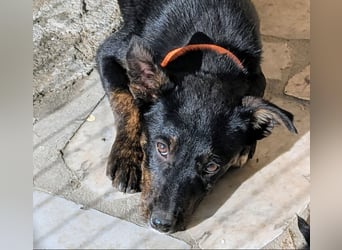 Süße Mimi möchte dein Herz stehlen