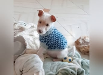 Mikki wünscht sich seine eigene Familie