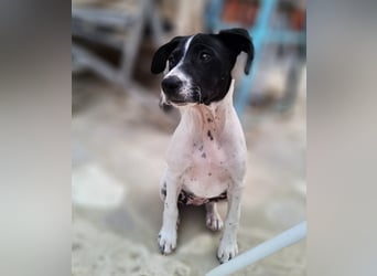 Herzensbrecherin TIA sucht ihre Menschen