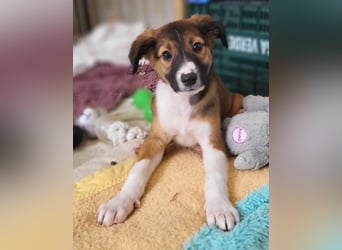 Lebensfrohe Pebbles wartet auf dich!