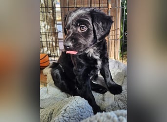 GINO sucht seine Manege zum Spaßhaben