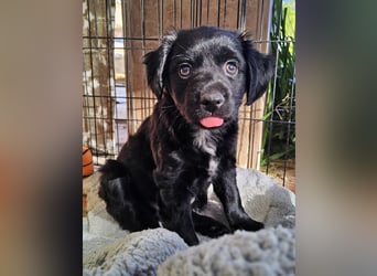 GINO sucht seine Manege zum Spaßhaben