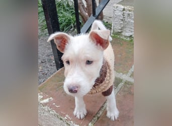 Mikki möchte gerne bei dir einziehen