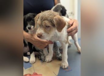 Bouncy Benni wartet auf seine Familie