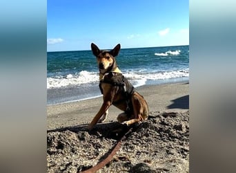 Abenteuerlustiger Humberto sucht seine Familie