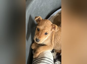 Kleine Maria sucht ihre Menschen