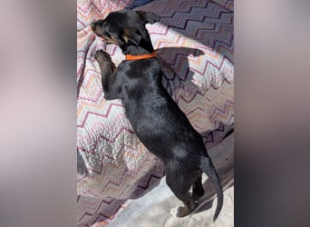 Süße Mimi möchte dein Herz stehlen