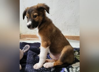 Lebensfrohe Pebbles wartet auf dich!