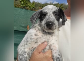 Emil sucht eine einfühlsame Familie