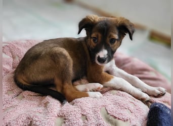 Lebensfrohe Pebbles wartet auf dich!