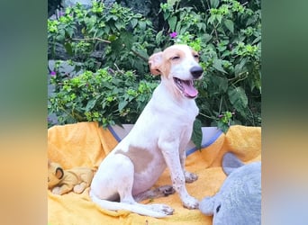 Traumhund BERTA sucht liebe Menschen