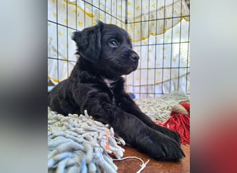 GINO sucht seine Manege zum Spaßhaben