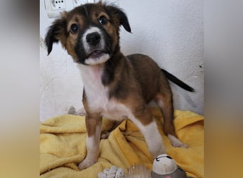 Lebensfrohe Pebbles wartet auf dich!