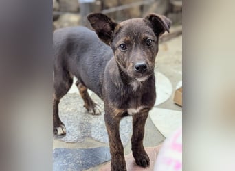 Kleine Mina sucht Mensch mit großem Herz