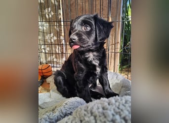 GINO sucht seine Manege zum Spaßhaben