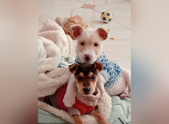 Mikki wünscht sich seine eigene Familie