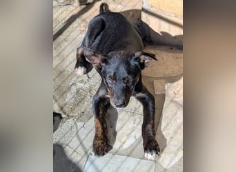 Süße Mimi möchte dein Herz stehlen