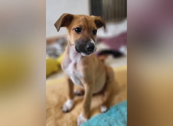 Tapferer Odie ist voller Lebensfreude