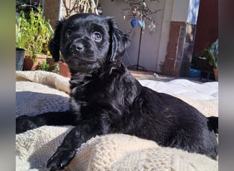 GINO sucht seine Manege zum Spaßhaben