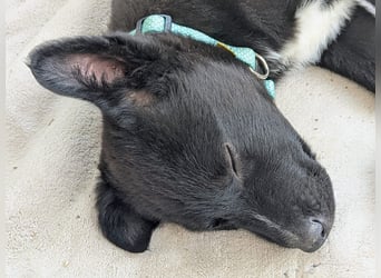 Milo wünscht sich eine eigene Familie