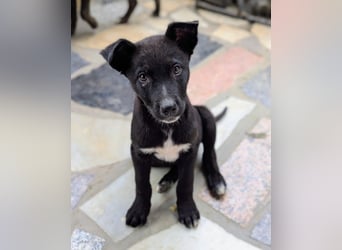 Milo wünscht sich eine eigene Familie