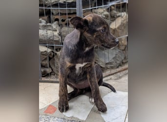 Kleine Mina sucht Mensch mit großem Herz