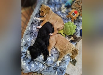 GINO sucht seine Manege zum Spaßhaben