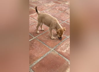 Kleine Maria sucht ihre Menschen