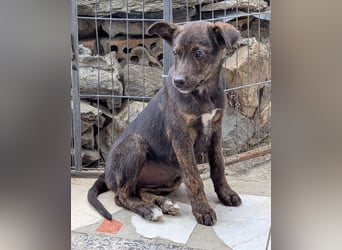 Kleine Mina sucht Mensch mit großem Herz