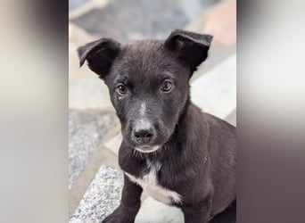 Milo wünscht sich eine eigene Familie