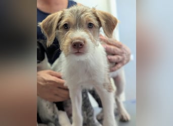 Bouncy Benni wartet auf seine Familie