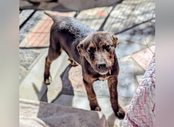 Kleine Mina sucht Mensch mit großem Herz