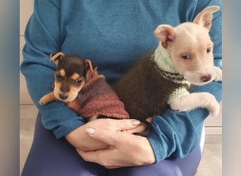 Mikki möchte gerne bei dir einziehen