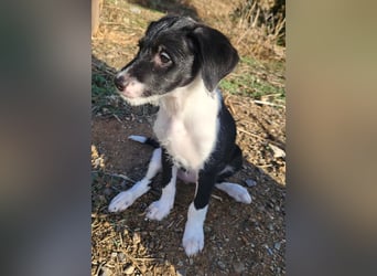 Mutige Nala sucht das Abenteuer mit dir