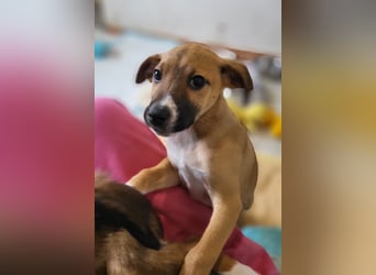 Tapferer Odie ist voller Lebensfreude