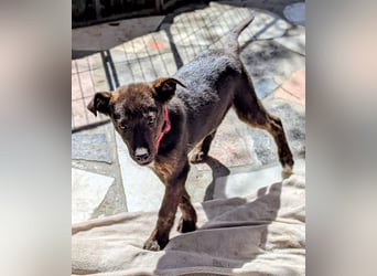 Kleine Mina sucht Mensch mit großem Herz