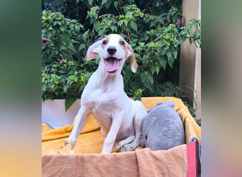 FERRAN sucht seine eigene Familie!