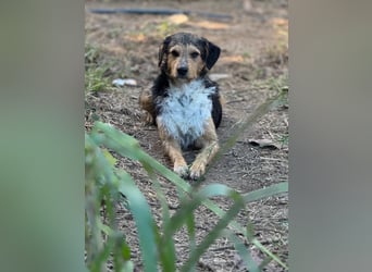 Mutige Nala sucht das Abenteuer mit dir