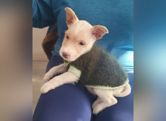 Mikki möchte gerne bei dir einziehen