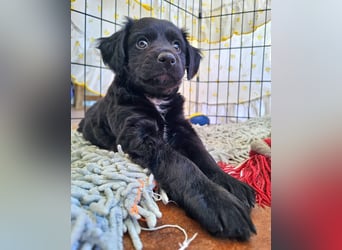 GINO sucht seine Manege zum Spaßhaben