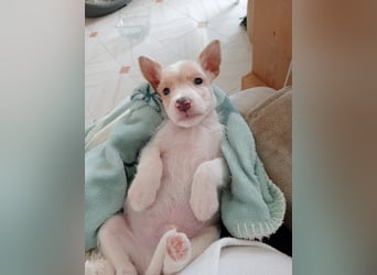 Mikki wünscht sich seine eigene Familie