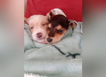 Mikki wünscht sich seine eigene Familie