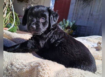 GINO sucht seine Manege zum Spaßhaben