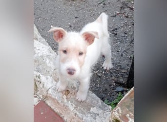 Mikki wünscht sich seine eigene Familie