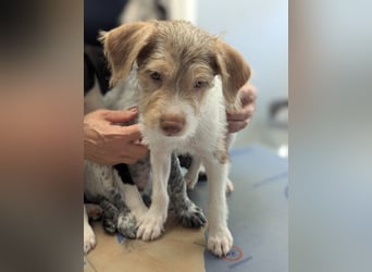 Bouncy Benni wartet auf seine Familie