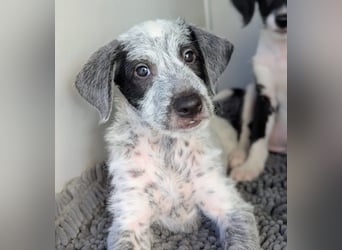 Emil sucht eine einfühlsame Familie