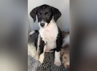 Mutige Nala sucht das Abenteuer mit dir