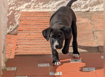 Tuxedo sucht ein Für-Immer-Zuhause