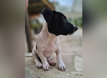 Herzensbrecher TIO sucht sein Zuhause